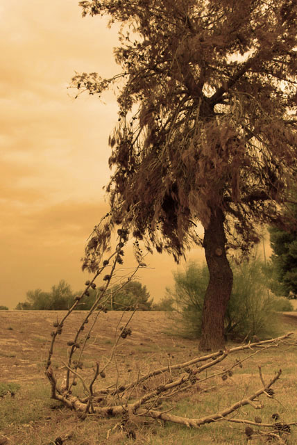 Dead Pine and Dark Sky #6 Sepia